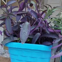 گل طبیعی اشک تمساح و گل گندمی|گل و گیاه طبیعی|قم, شاه ابراهیم|دیوار