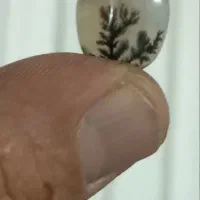 سنگ شجر|جواهرات|زنجان, |دیوار