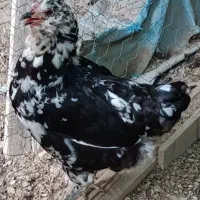 مرغ و خروس گلین|حیوانات مزرعه|آبپخش, |دیوار