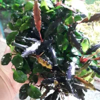 گیاه اکواریوم|ماهی|اصفهان, مهدی آباد|دیوار