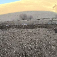 نهال گردو|گل و گیاه طبیعی|مهاباد (آذربایجان غربی), |دیوار