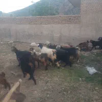 بز کهره دار