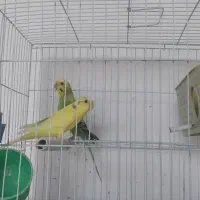 مرغ عشق
