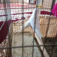 مرغ عشق|پرنده|دوگنبدان, |دیوار