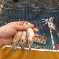 خانگی پرورشL. k زیرقیمت جوون ودرشت|پرنده|بندر ماهشهر, |دیوار