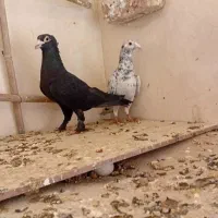 نروماده سار وزاغ کرمانی