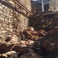 قل محلی|حیوانات مزرعه|مریوان, |دیوار