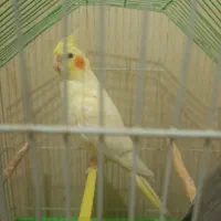 عروس هلندی ماده آماده جفت بدون عیب شاه تخم