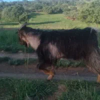 بره