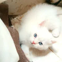 بچه گربه میکس پرشین اسکاتیش