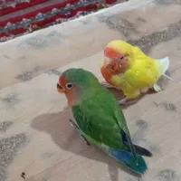 طوطی برزیلی سرلاکی