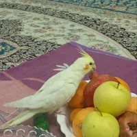 عروس هلندی گم شده