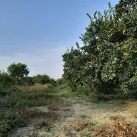 فروش ۲قطعه زمین ۲۵۰و۲۱۰متری چسبیده به بافت|فروش زمین و ملک کلنگی|نوکنده, |دیوار