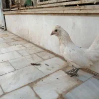 سلام دو جفت مرغ و خروس تزئینی خوشگل|پرنده|قم, نخودی|دیوار