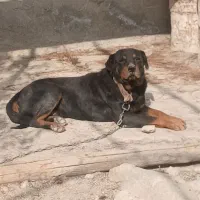 سگ روتوایلر|سگ|رباطکریم, منجیل آباد|دیوار