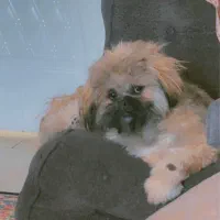 واگذاری دو سگ شیتزو عروسکی و پیکینز مینیاتوری