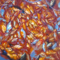 ماهی گلی|ماهی|نی‌ریز, |دیوار