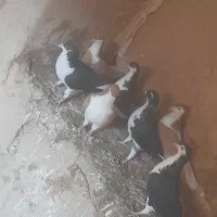 ۷عدد سده فروشی|پرنده|هلالی, |دیوار