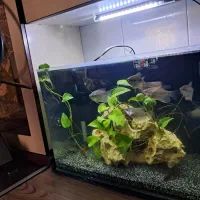 آکواریوم گیاهخوار