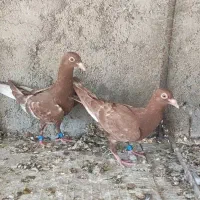 کبوتر ،کفتر ،جوجه میلیمنز