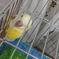 پرنده راهب زرد سخنگو (توضیحات خونده بشه)|پرنده|دورود, |دیوار