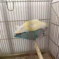 برزیلی مولد و جوجه ده|پرنده|تبریز, |دیوار