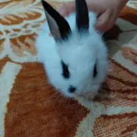 خرگوش لوپ پشمالو|موش و خرگوش|اهواز, اسلام آباد غربی|دیوار