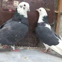 20جفت کفترشمرونی اصل تهران اکهیا بخون زنک بزن