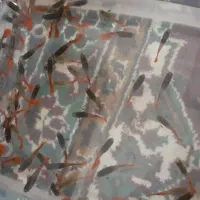 ماهی آکواریومی گوپی|ماهی|اهواز, کمپلو شمالی|دیوار