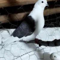 3عدد کبوتر دوکت تهرانی بالارو