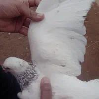 سار نر|پرنده|نیشابور, فضل|دیوار