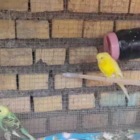 چند جفت مرغ عشق