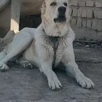 واگذاری سگ افغان خوش هیکل