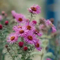 تخت خواب دست دوم  ارزان می‌خواهیم برای مریض