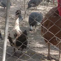 فروش تعدادی بوقلمون و اردک ومرغ شاخدار