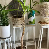 گل آپارتمانی همراه گلدون و پایه|گل و گیاه طبیعی|کرج, گوهردشت|دیوار