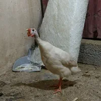 یک جفت مرغ شاخدار|حیوانات مزرعه|چغادک, |دیوار