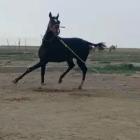 کره نریان یک ساله مشکی