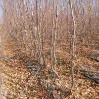 پخش عمده نهال