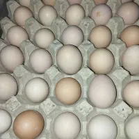 فروش تخم مرغ