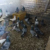 کبوتر پلاکی|پرنده|خرمشهر, |دیوار