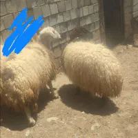 دو دانه شک مر مناسب بو قربانی