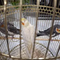 مرغ عشق فروشی و عروس هلندی مولد|پرنده|مشهد, سرافرازان|دیوار