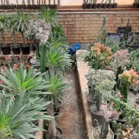 اجاره گلخانه و فروش یکجای گیاهان|اجارهٔ دفتر صنعتی، کشاورزی، تجاری|کرج, نوروزآباد|دیوار