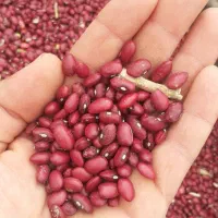 لوبیا قرمز