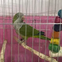 راهب نرسخنگو