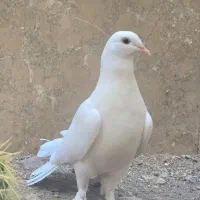 دو عدد کبوتر تزئینی پرپا دم چتری زیبا|پرنده|قم, پردیسان|دیوار