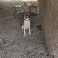 سگ رایگان