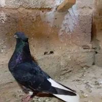 کبوتر دم سفید|پرنده|اهواز, دغاغله|دیوار
