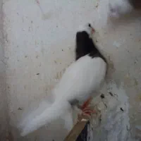 کبوتر|پرنده|شیراز, شیخ علی چوپان|دیوار